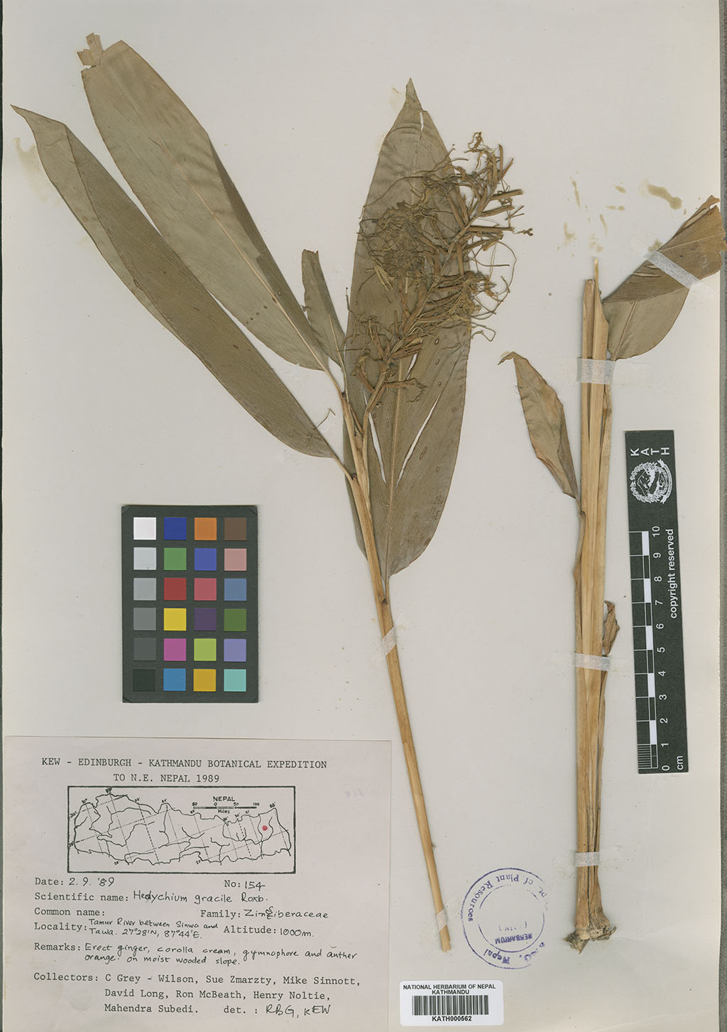 Hedychium gracile Roxb.