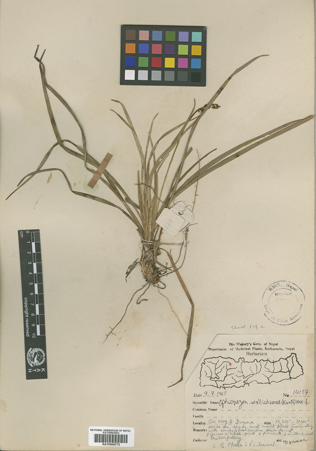 Ophiopogon intermedius D.Don