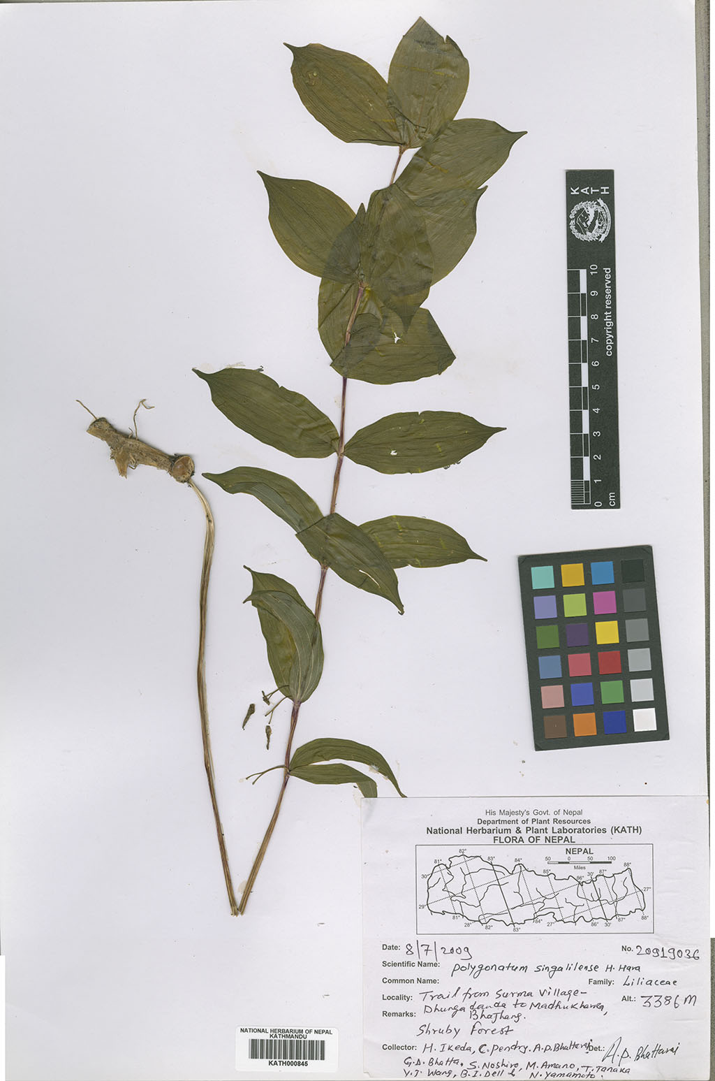 Polygonatum singalilense H. Hara