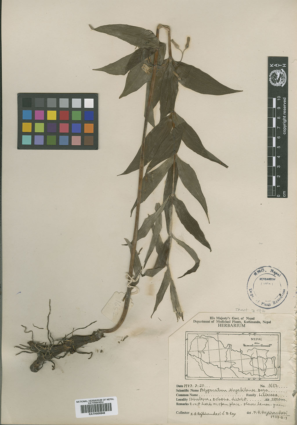 Polygonatum singalilense H. Hara