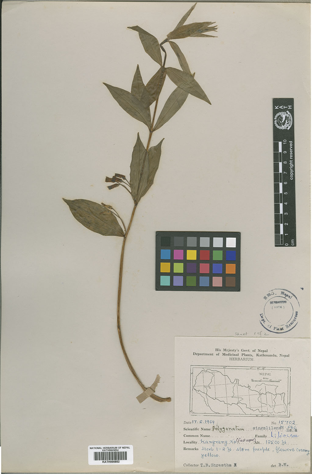 Polygonatum singalilense H. Hara