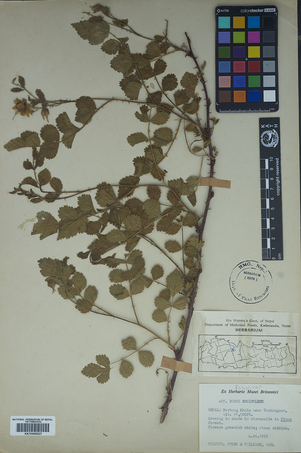 Plant Database System | Herbarium & Plant Laboratories (KATH)