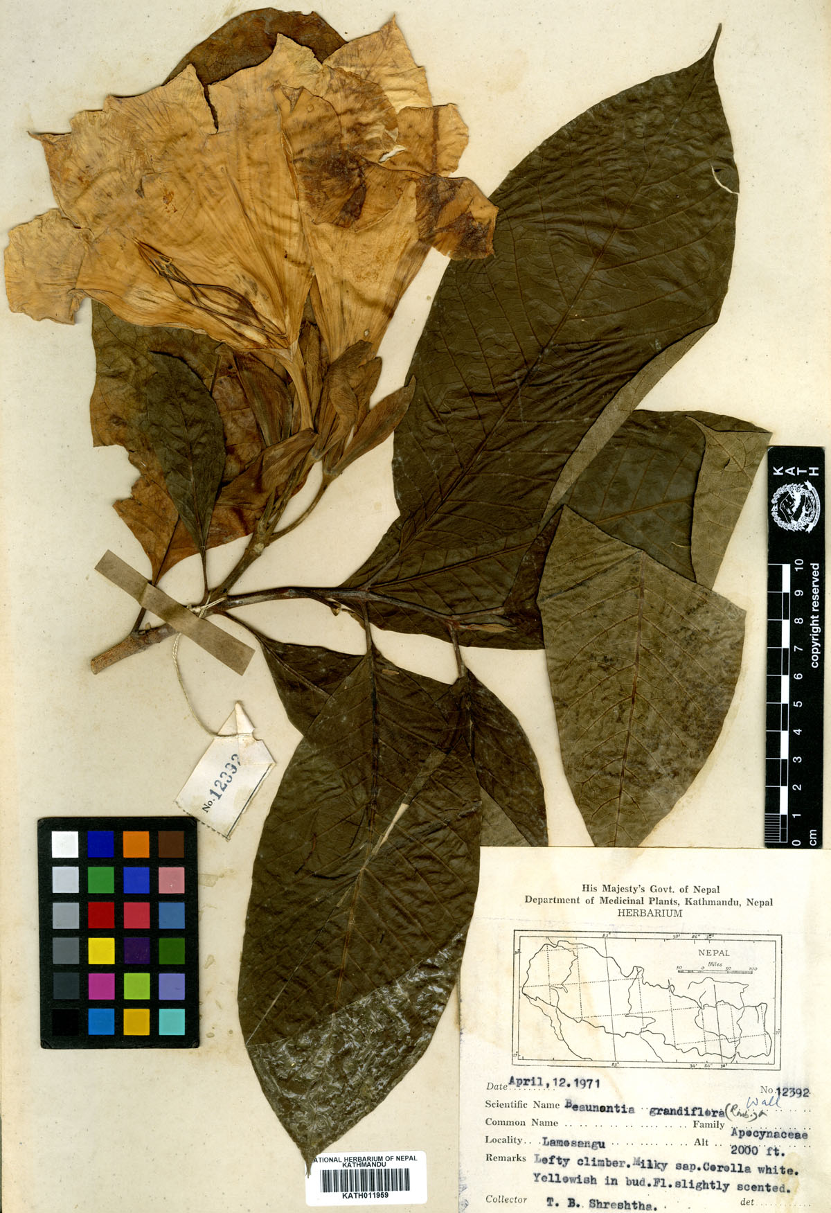 Beaumontia grandiflora (Roxb.) Wall.