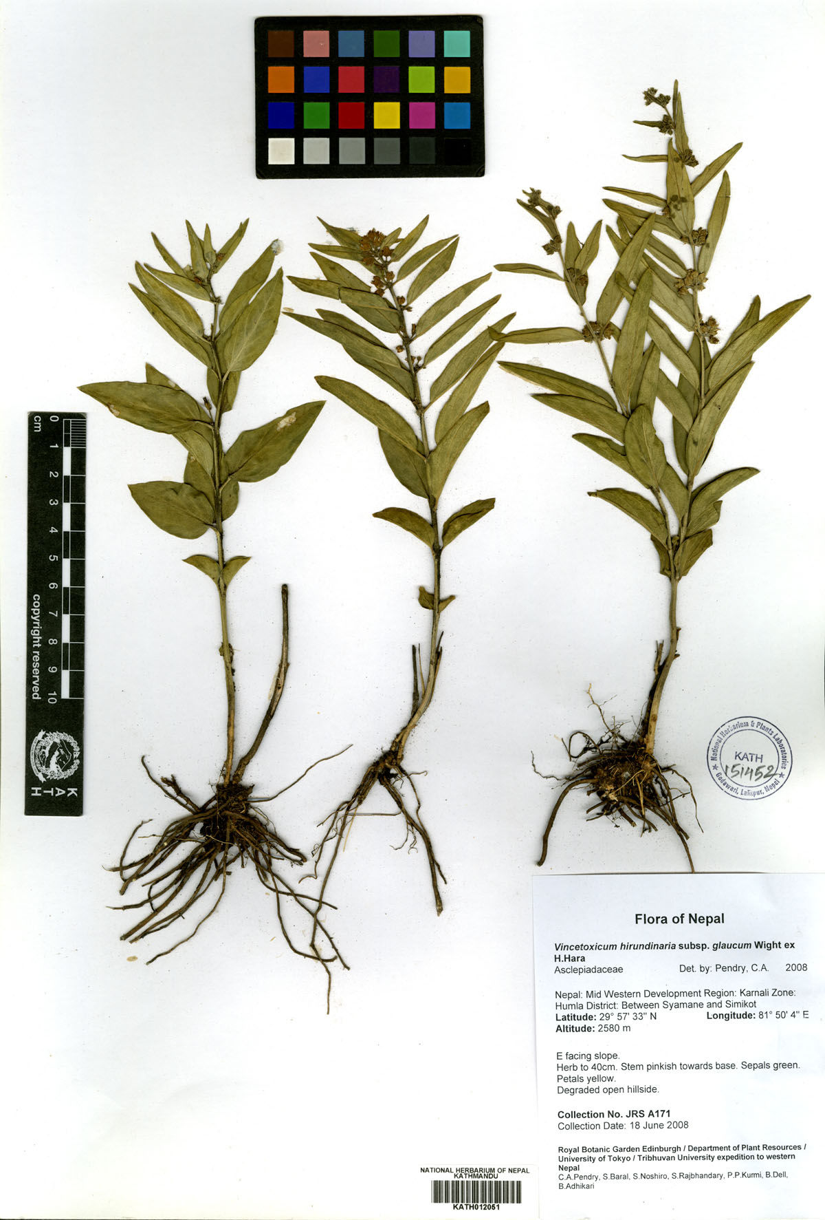 Vincetoxicum hirundinaria 