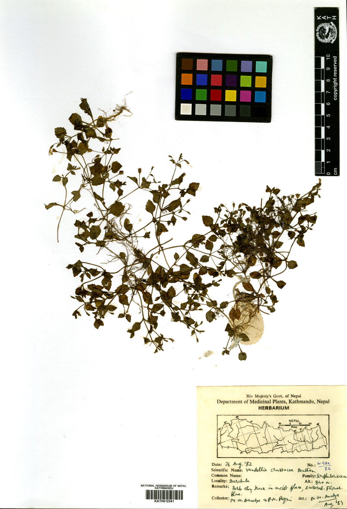 Vandellia crustacea Benth.