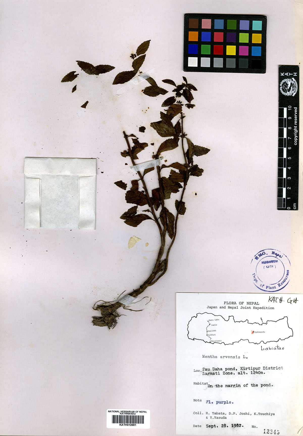 Mentha arvensis L.