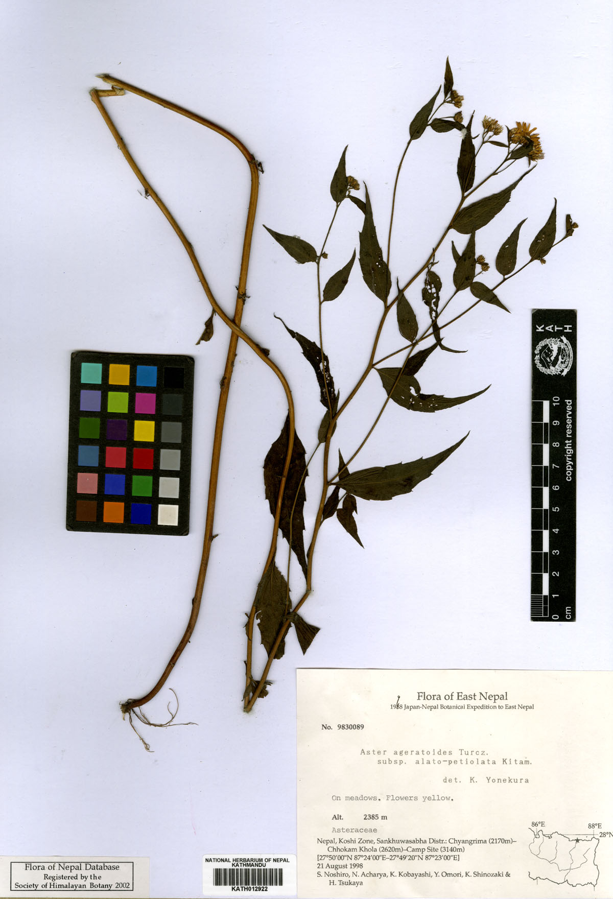 Aster ageratoides Turcz.