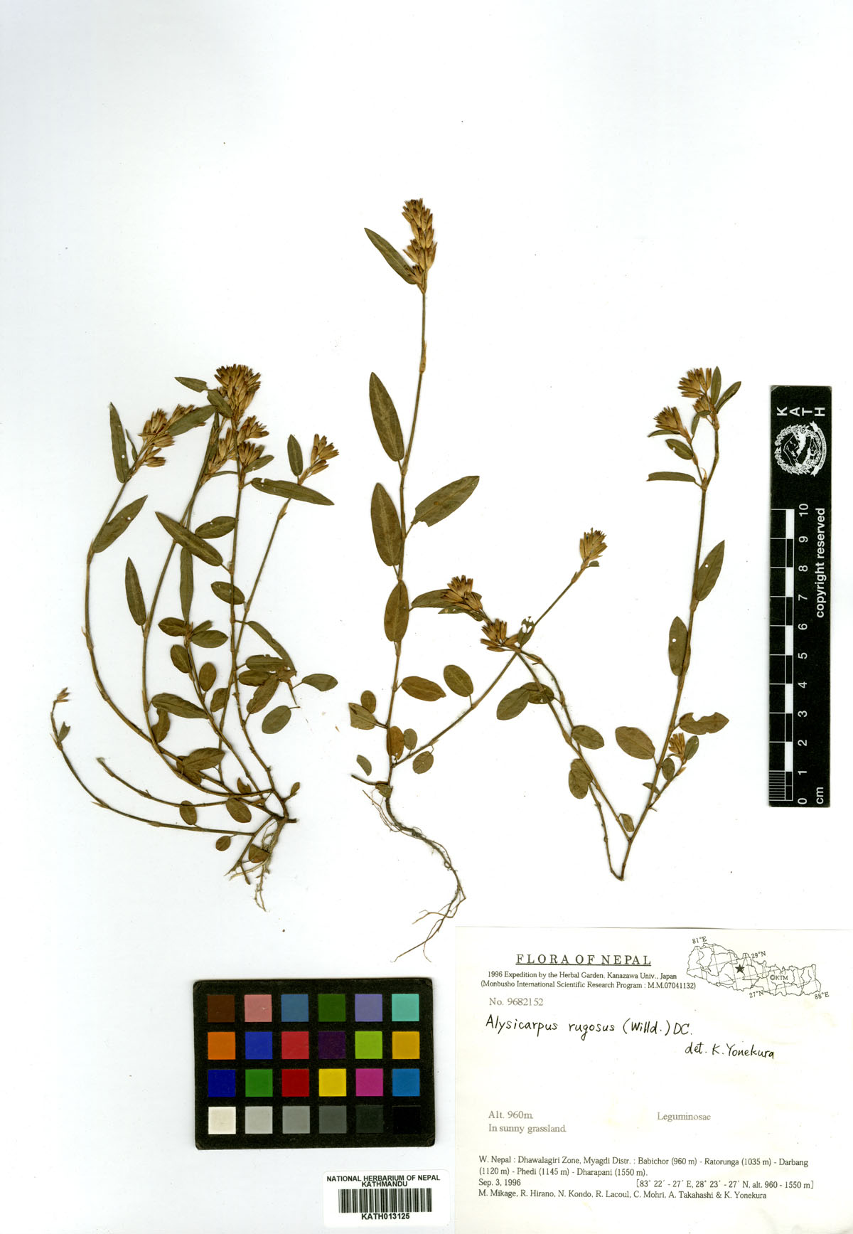 Alysicarpus rogosus (Willd.) DC.