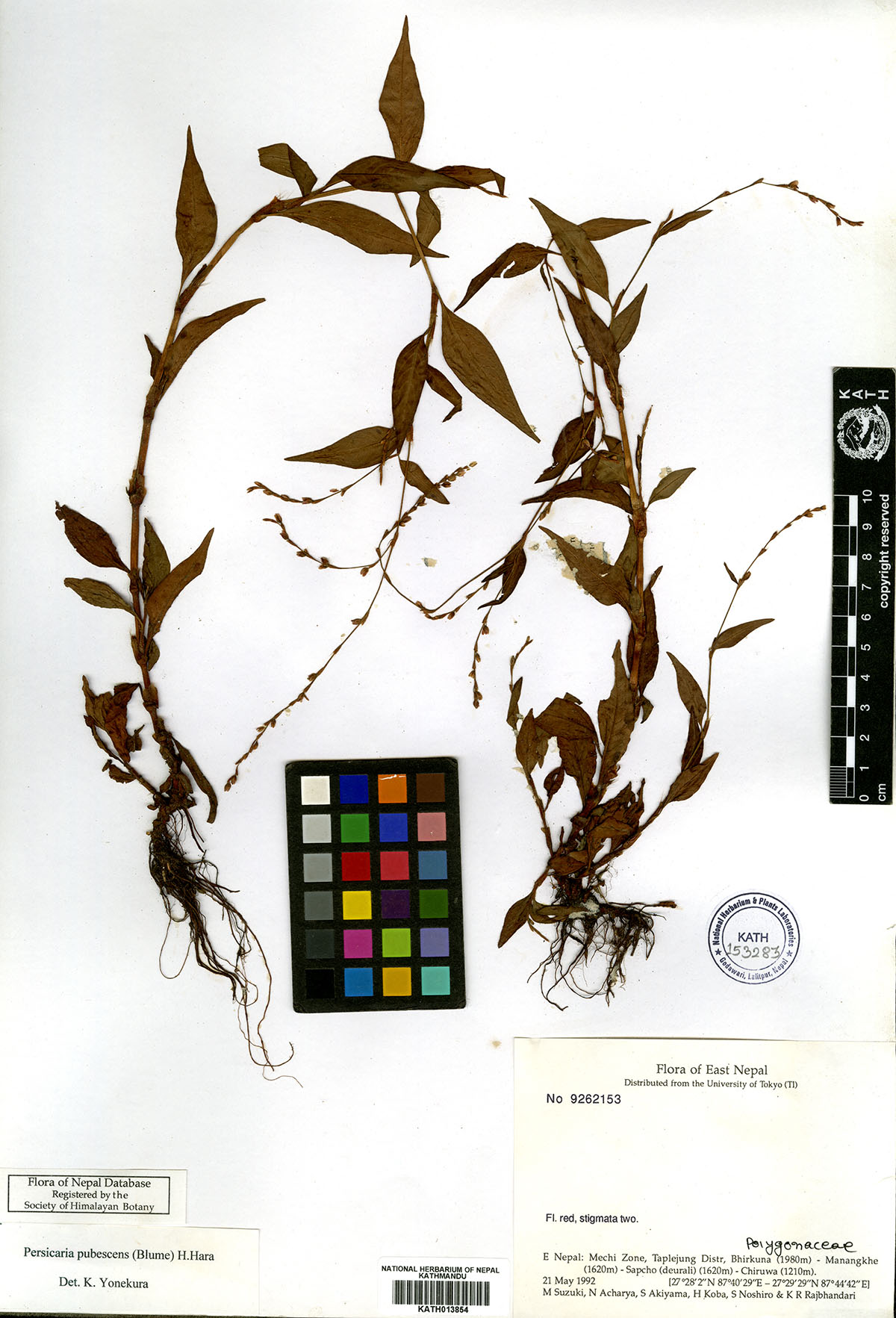 Plant Database System Herbarium And Plant Laboratories Kath