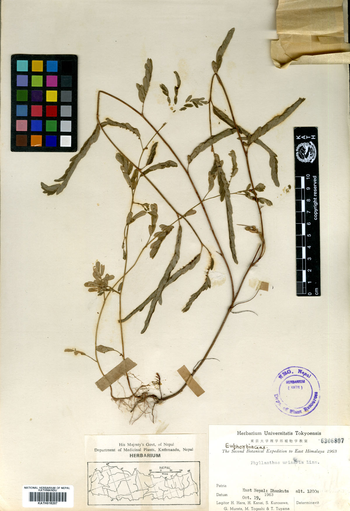 Phyllanthus urinaria L.