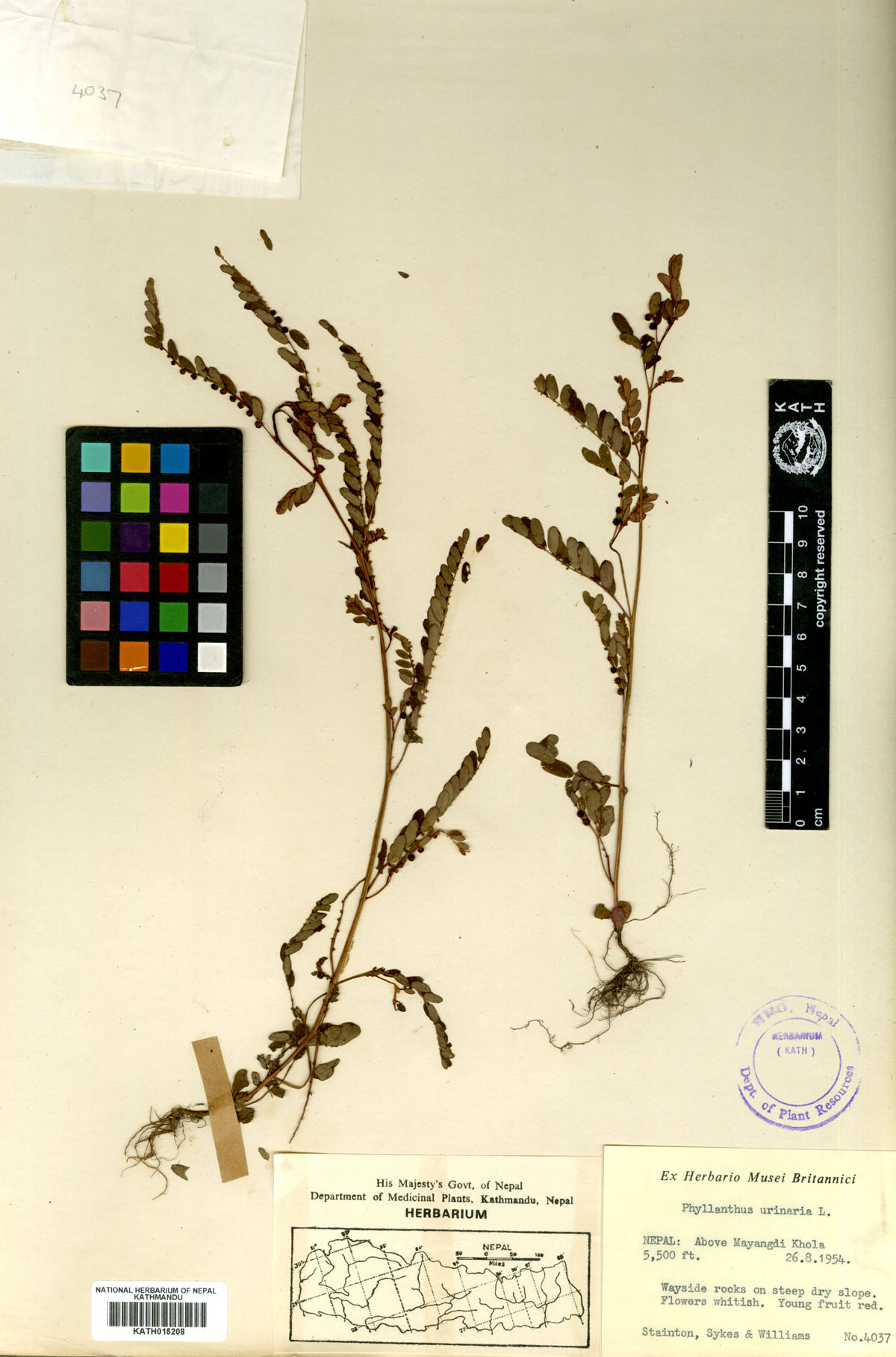 Phyllanthus urinaria L.