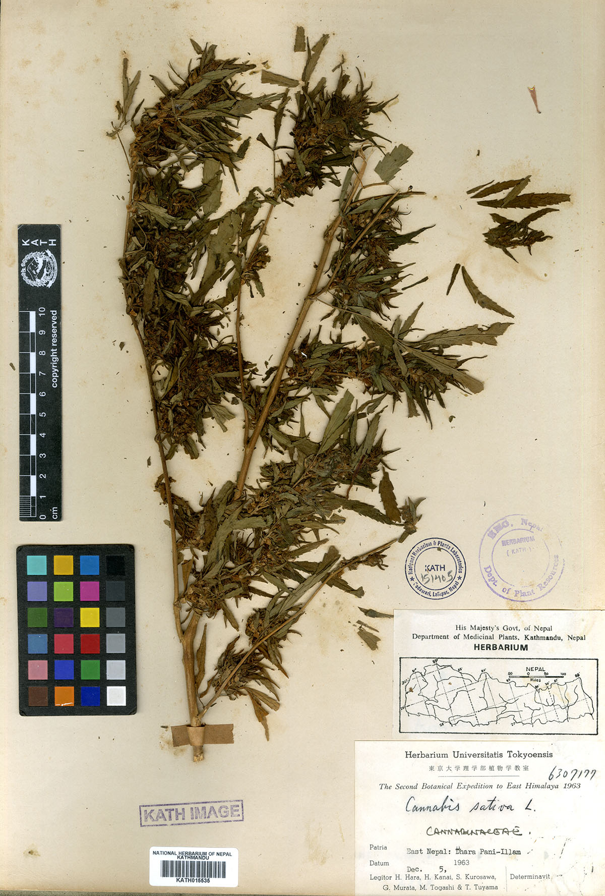 Cannabis sativa L.