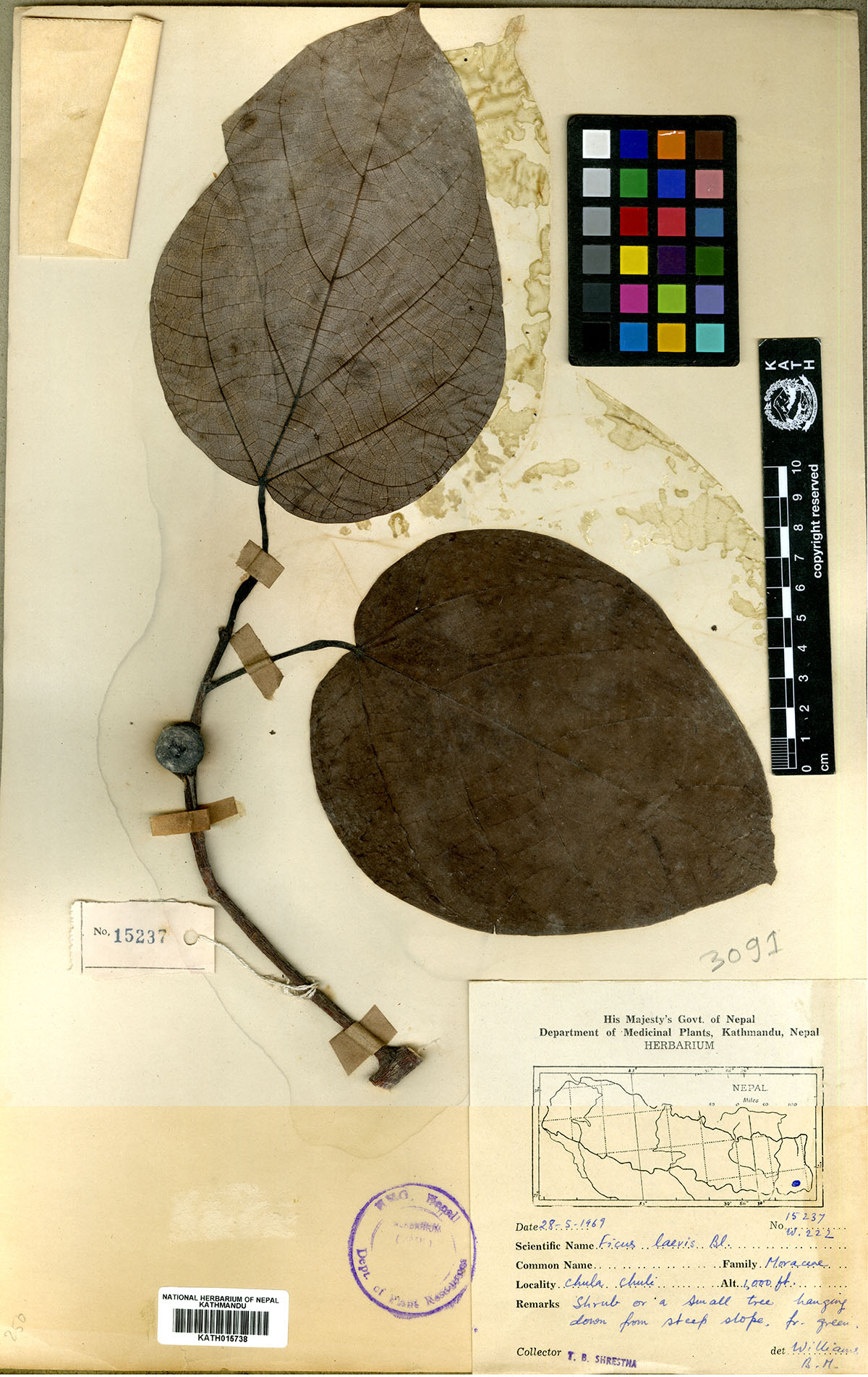 Ficus laevis Bl.