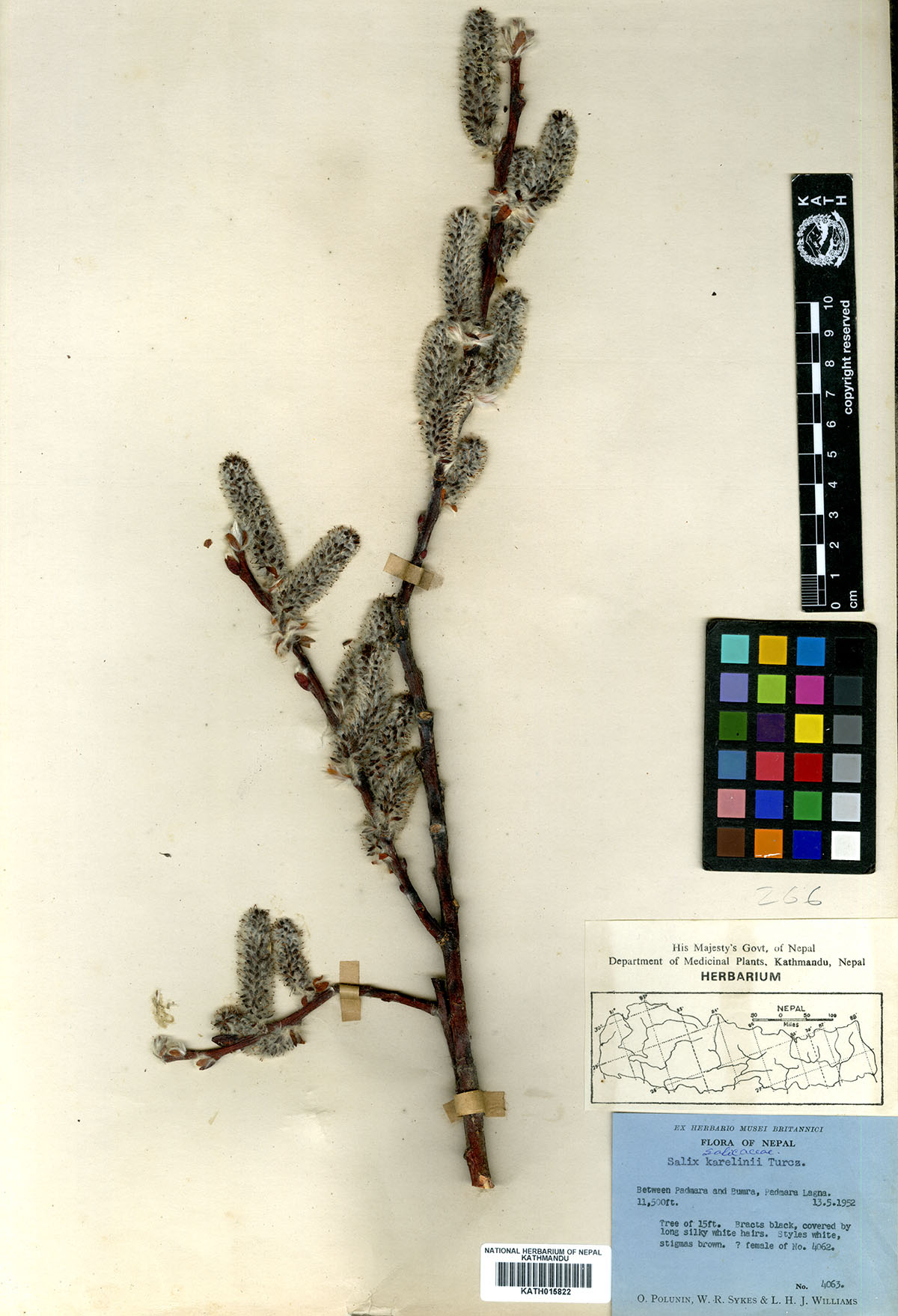 Salix karelinii Turcz.