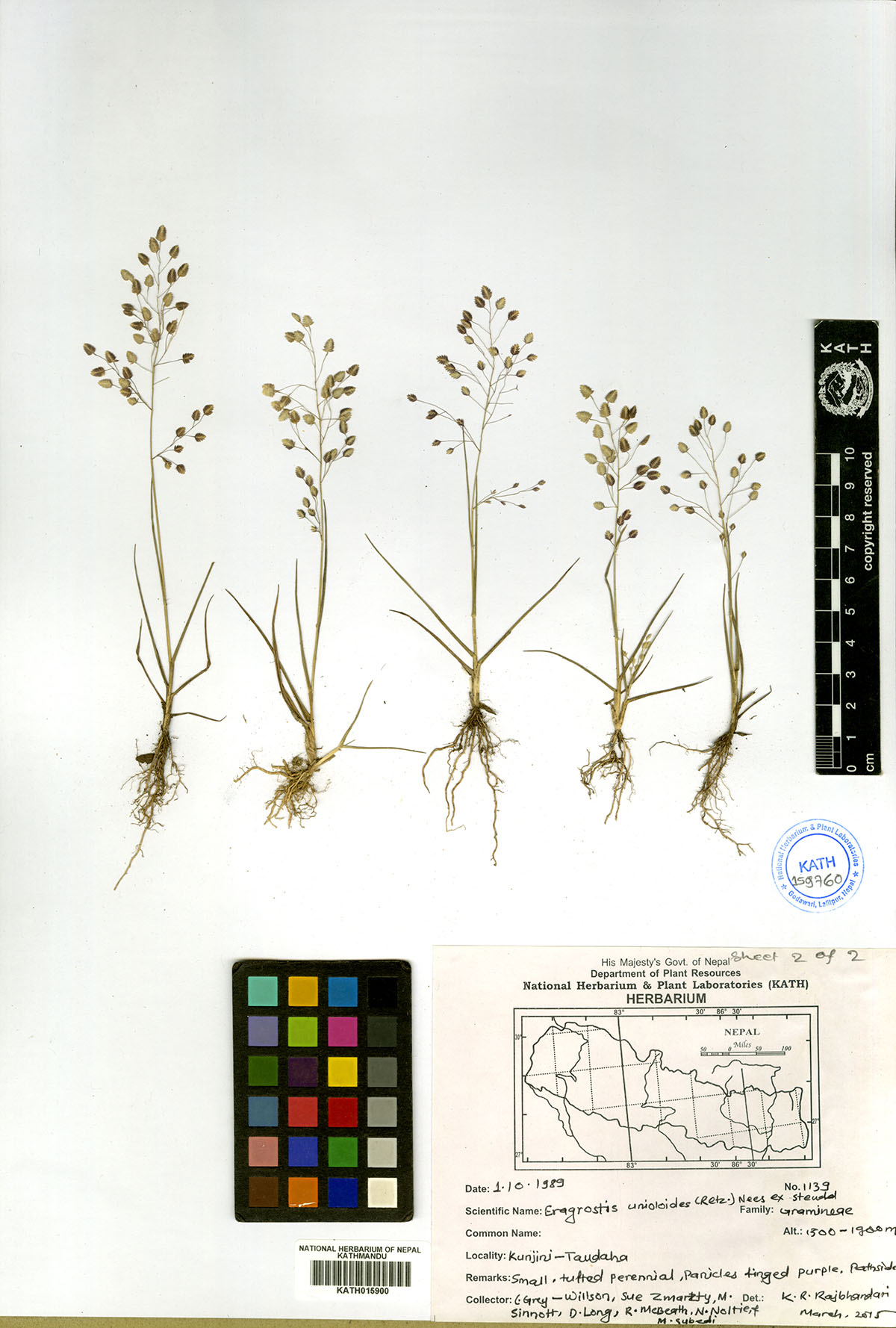 Eragrostis unioloides (Retz) Ness ex Steudd.