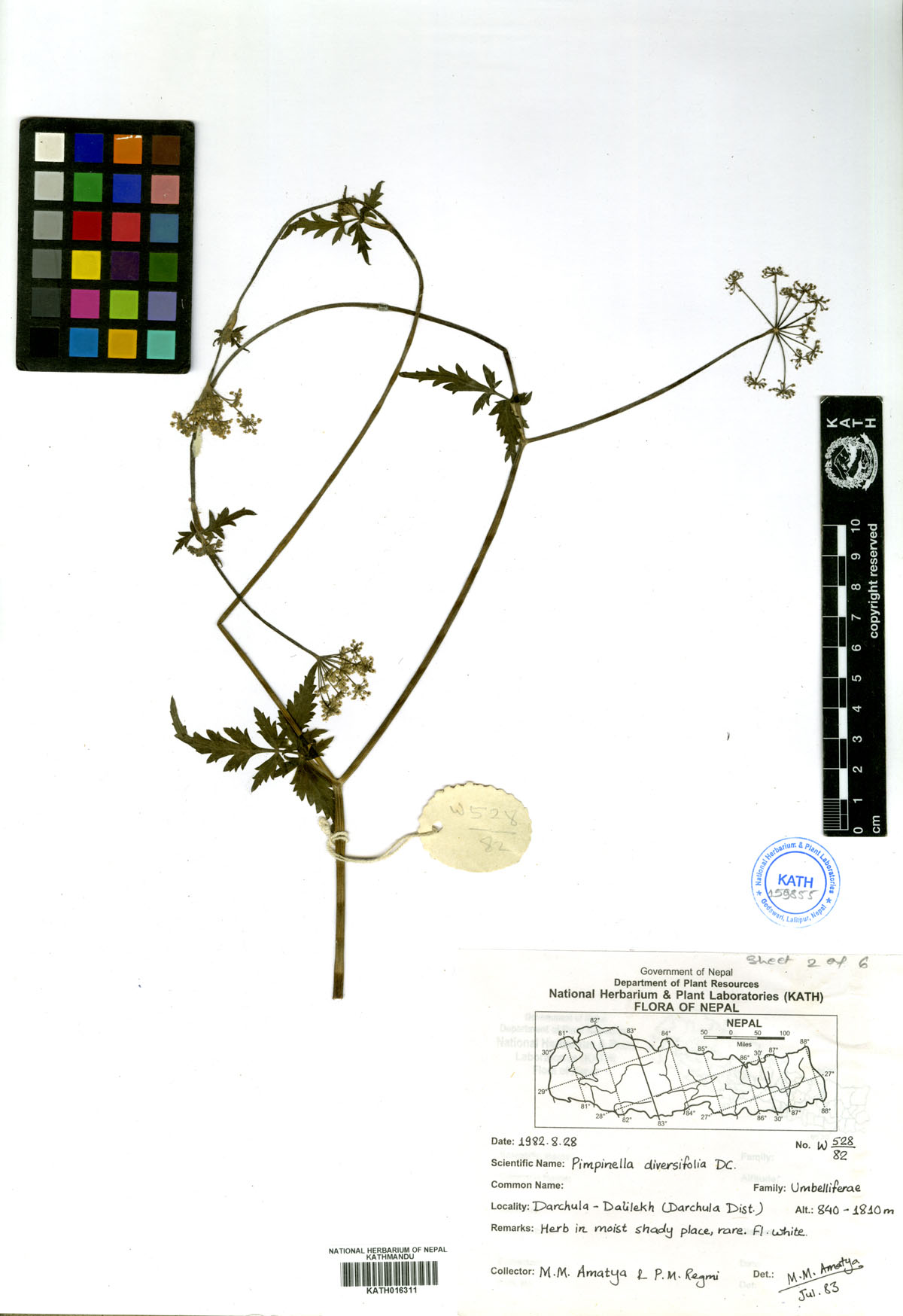 Pimpinella diversifolia DC.