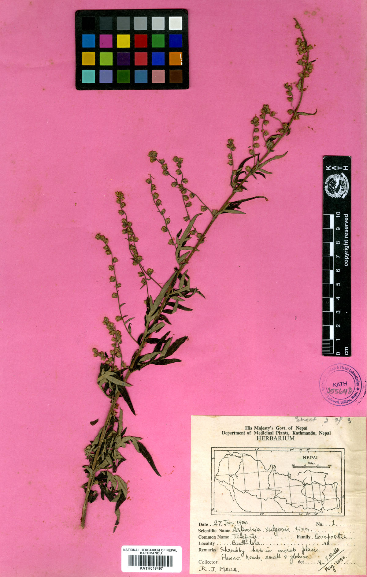 Artemisia vulgaris Linn.