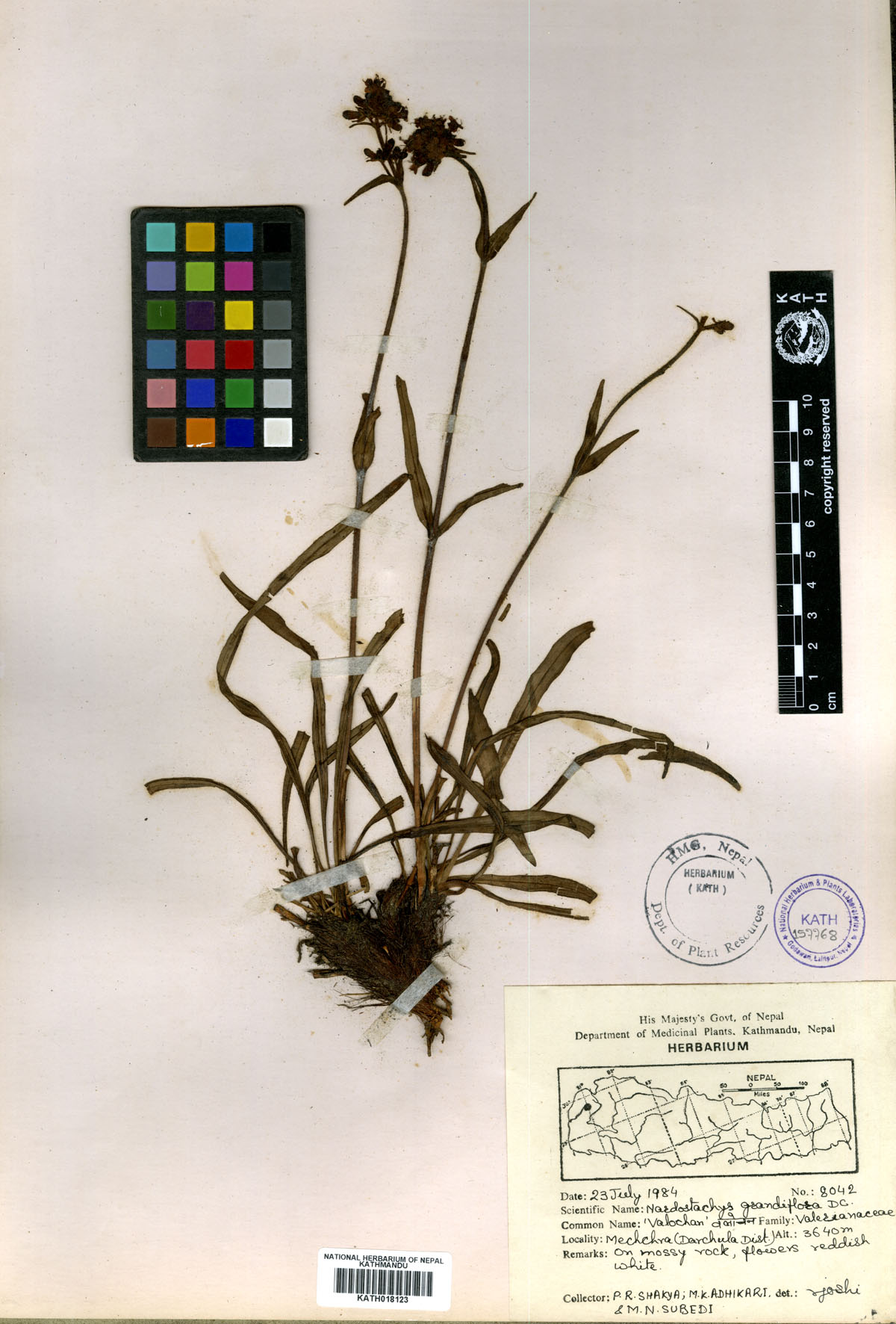 Plant Database System Herbarium And Plant Laboratories Kath