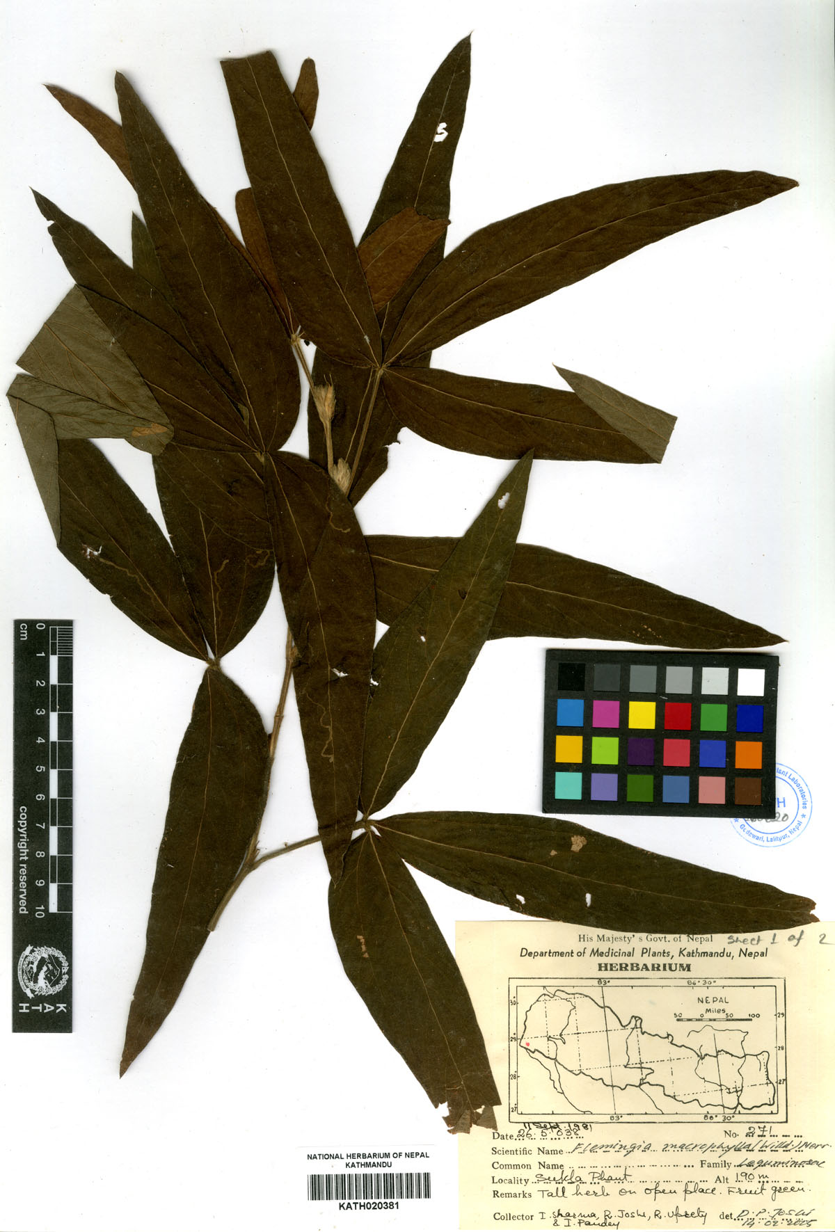 Flemingia macrophylla (Willd.) Merr.
