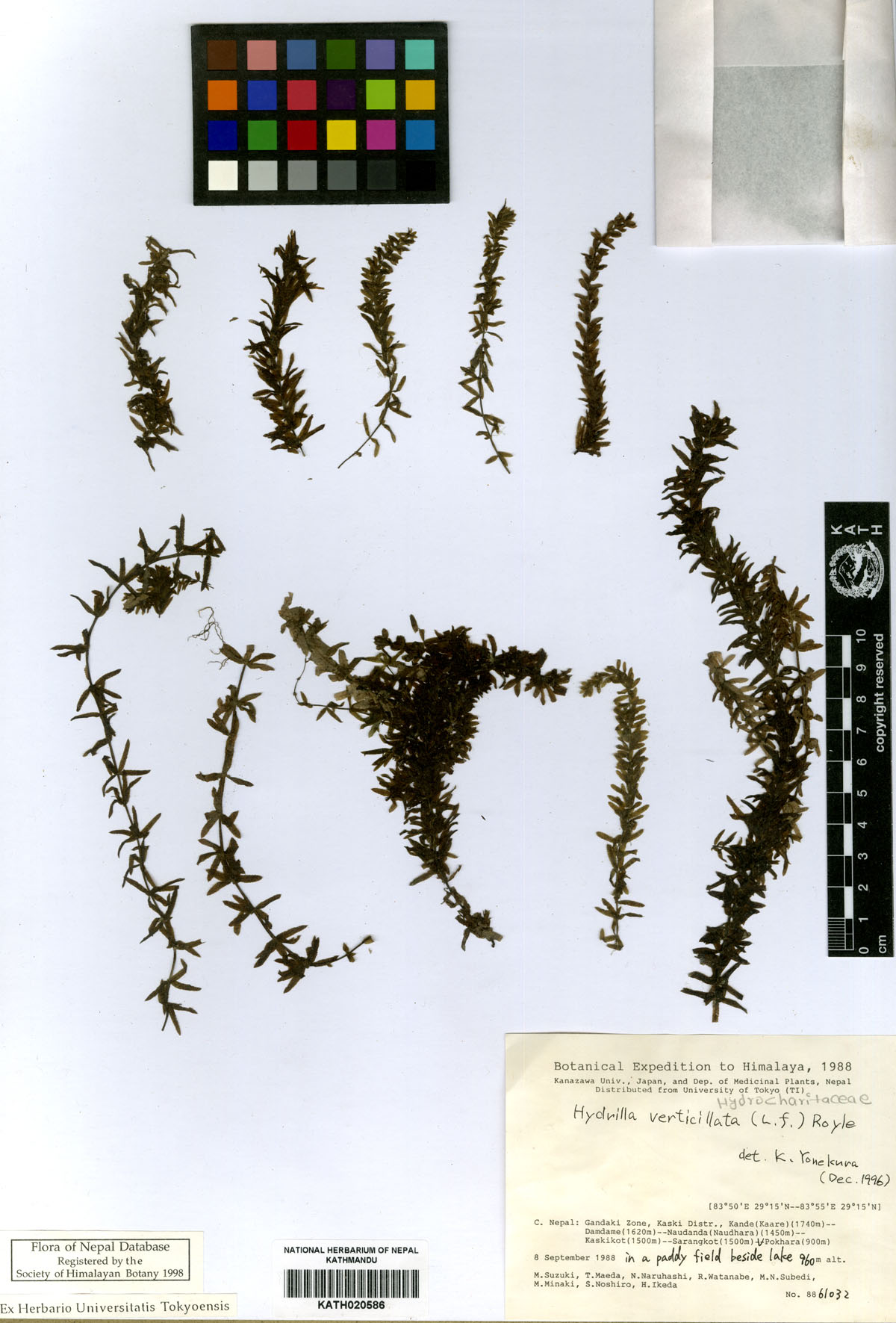 Hydrilla verticillata (L. F.) Royle