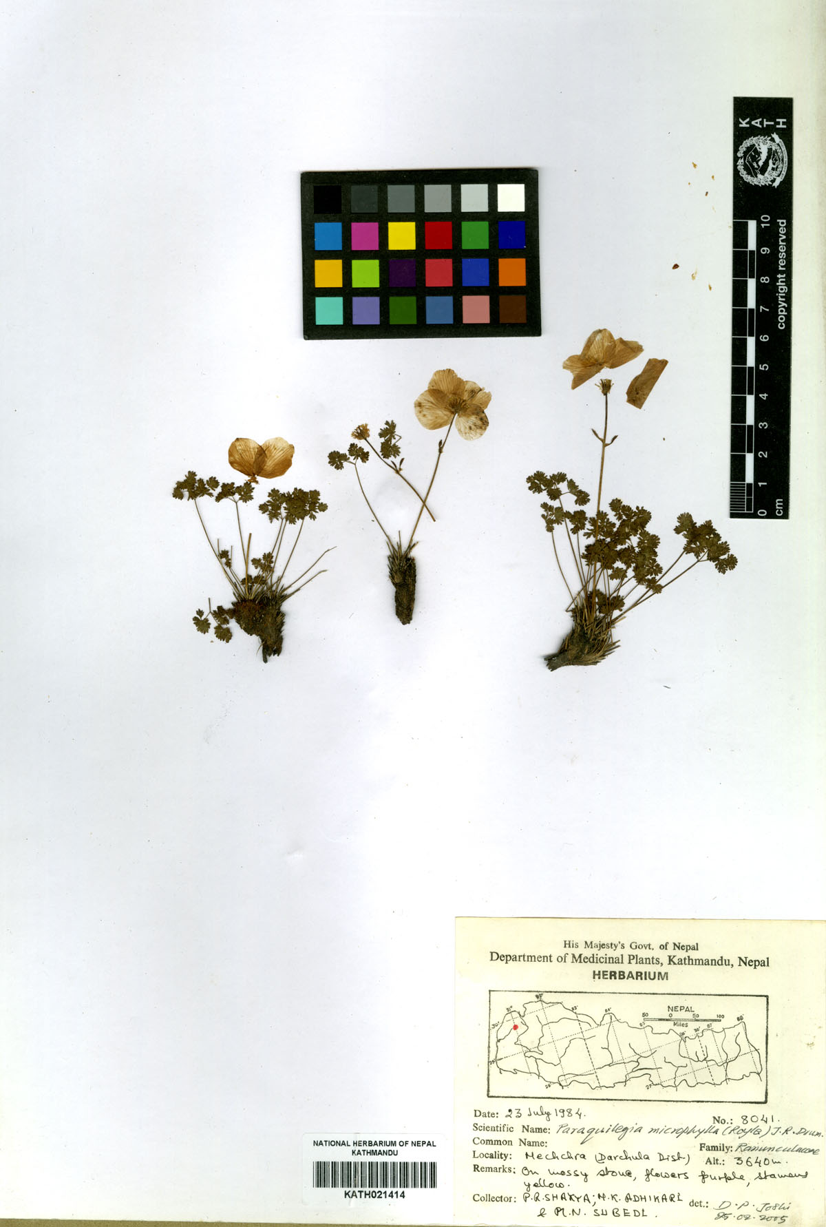 Paraquilegia microphylla (Royle) J.R. Drum.