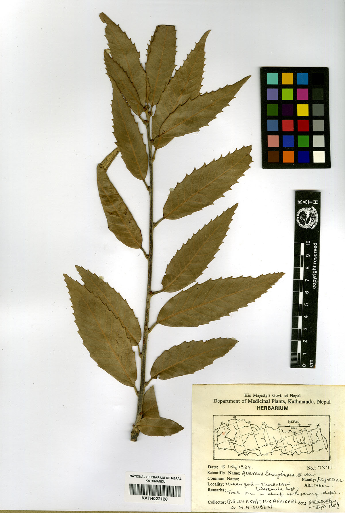 Quercus lanuginosa D.Don