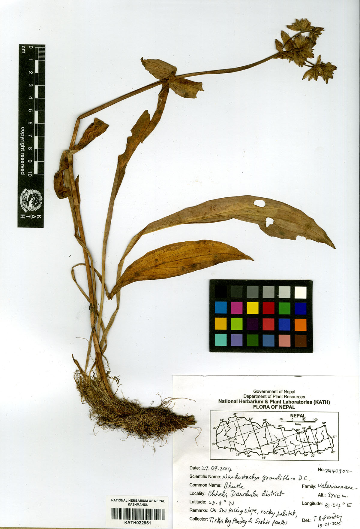 Plant Database System Herbarium And Plant Laboratories Kath