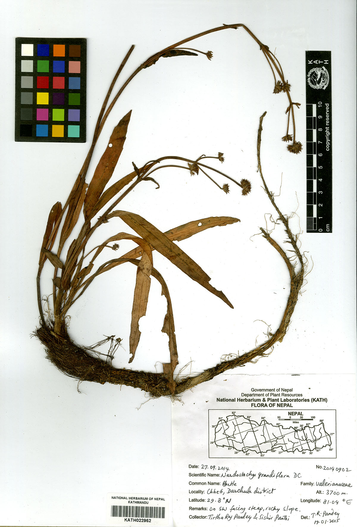 Plant Database System Herbarium And Plant Laboratories Kath