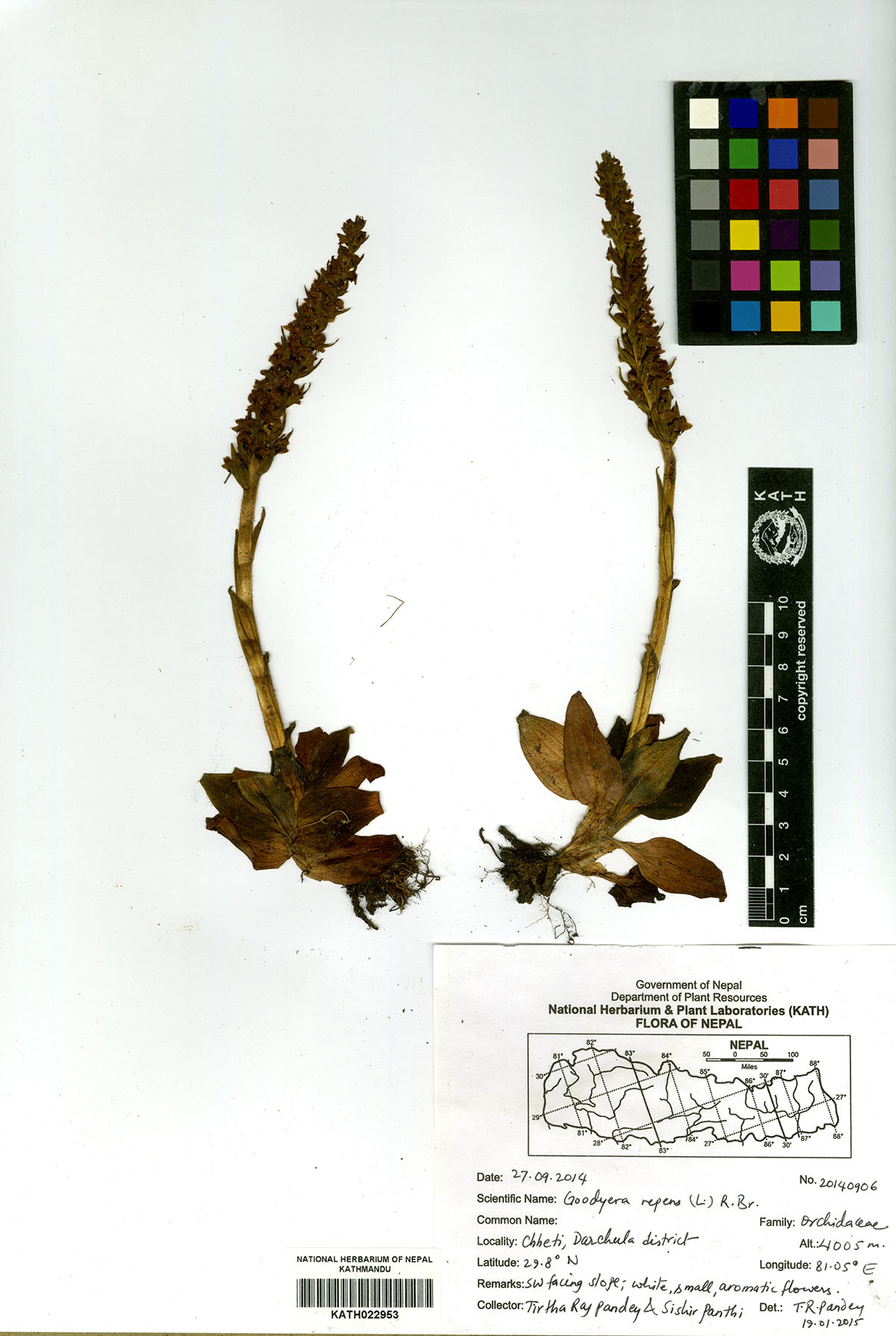 Goodyera repens (L.) R.Br.