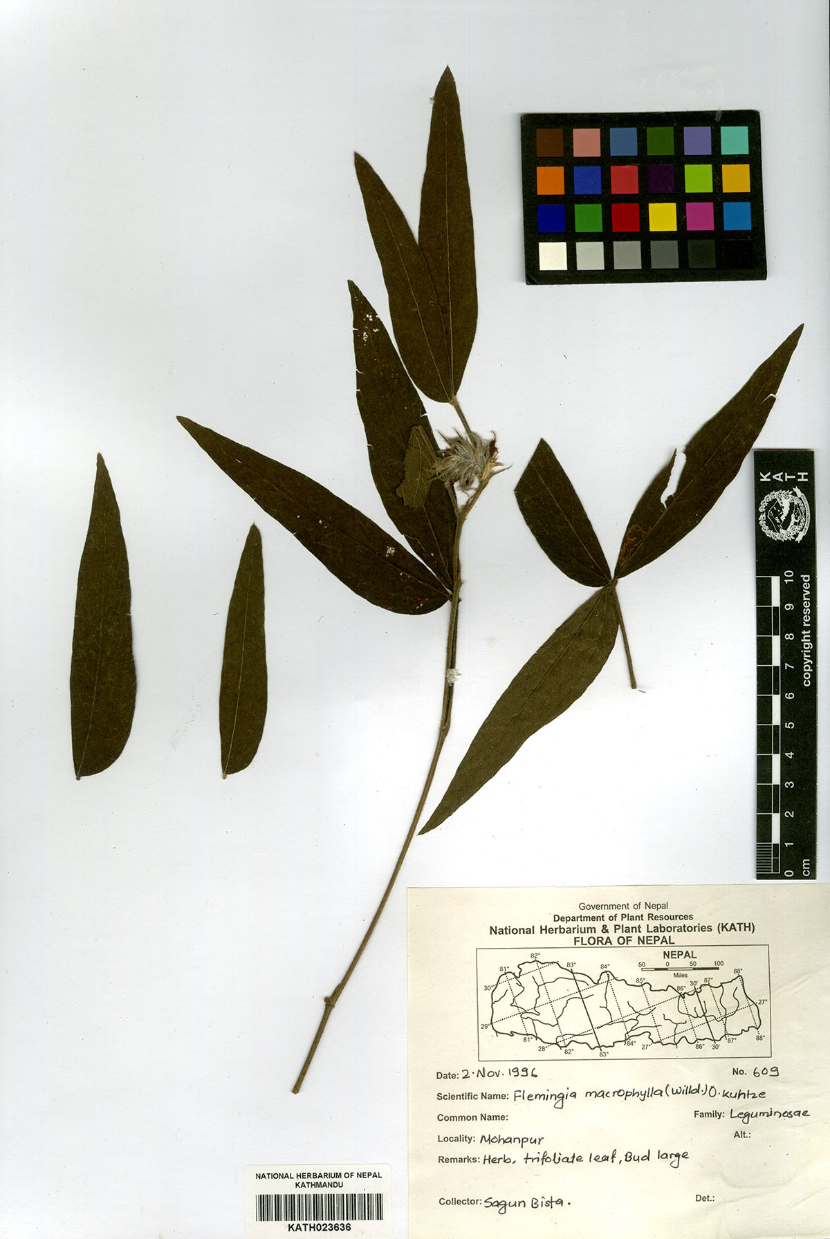Flemingia macrophylla (Willd.) O.Kuntze