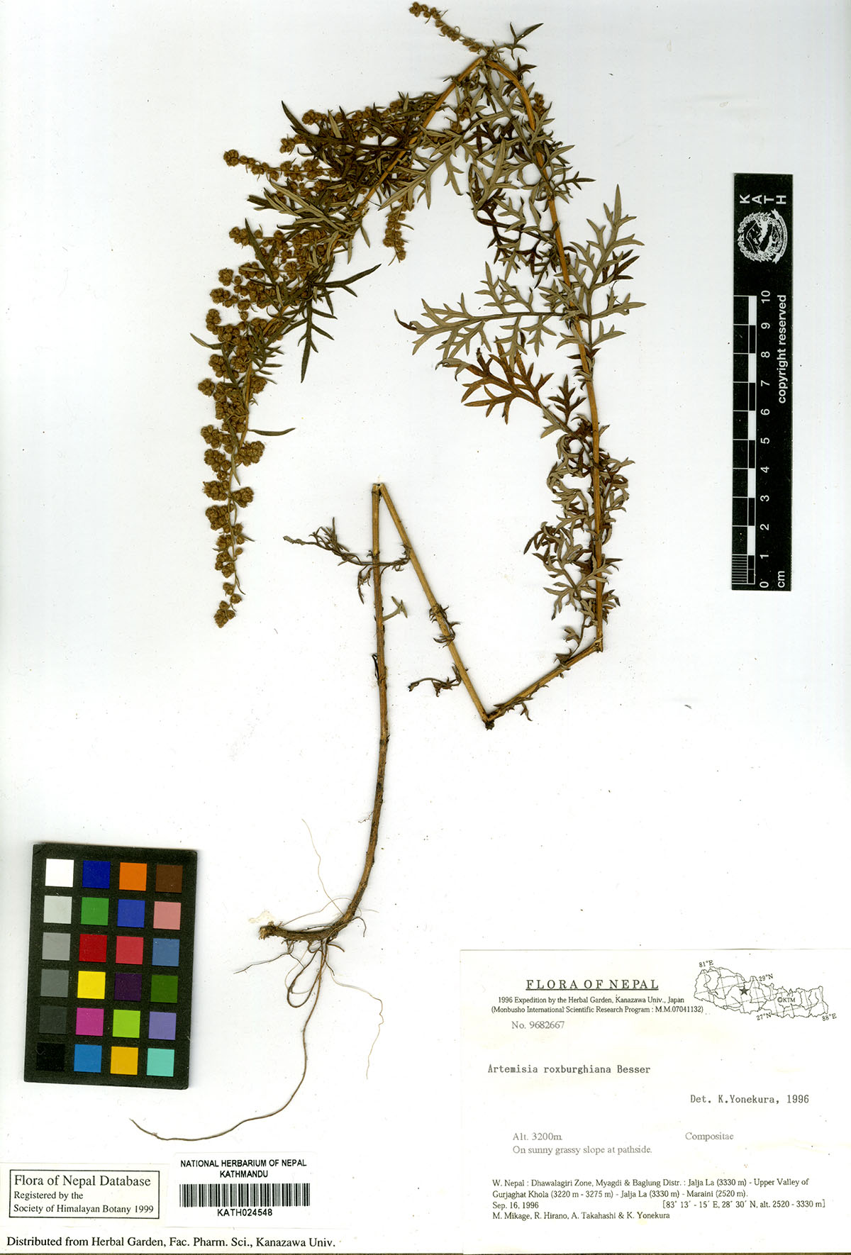 Artemisia roxburghiana Besser