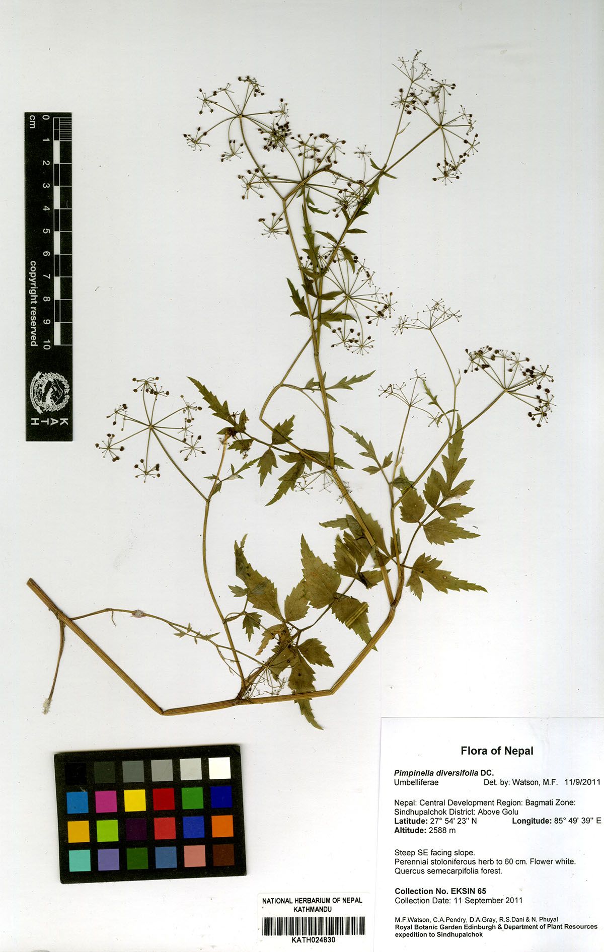 Pimpinella diversifolia DC.