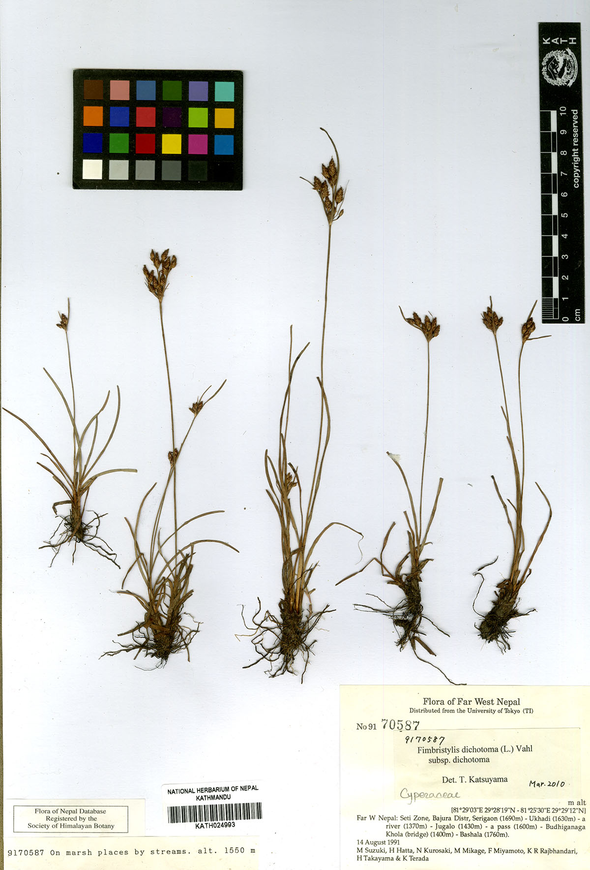 Fimbristylis dichotoma (L.) Vahl