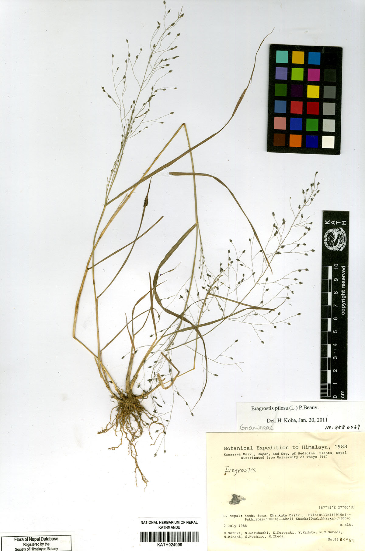 Eragrostis pilosa (L.) P. Beauv.