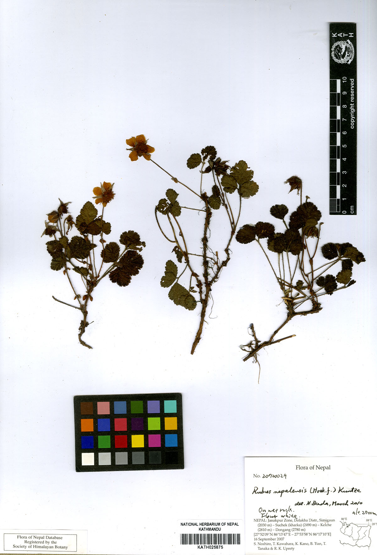 Rubus nepalensis (Hook.f.) Kuntze