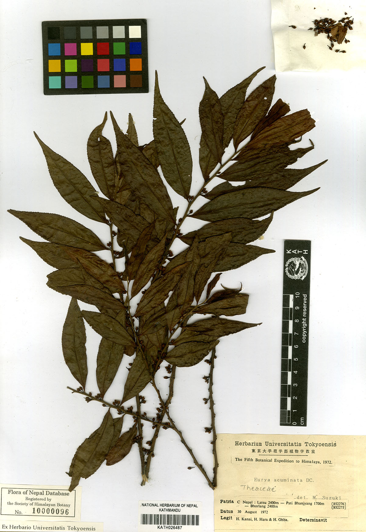 Eurya acuminata DC.