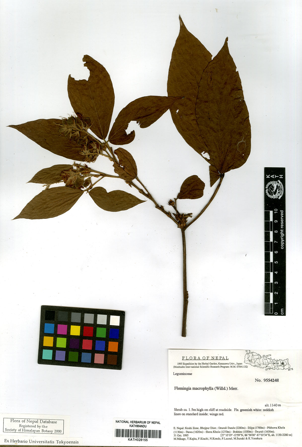 Flemingia macrophylla (Willd.) Merr.