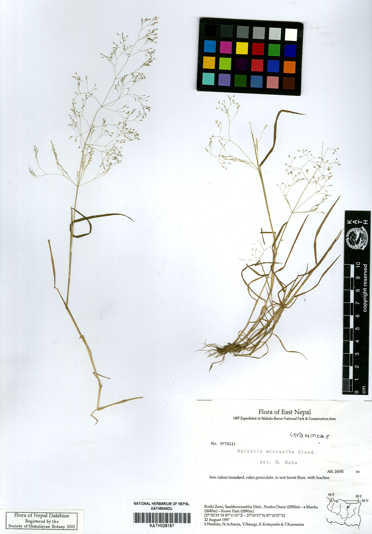 Agrostis micrantha Steud.