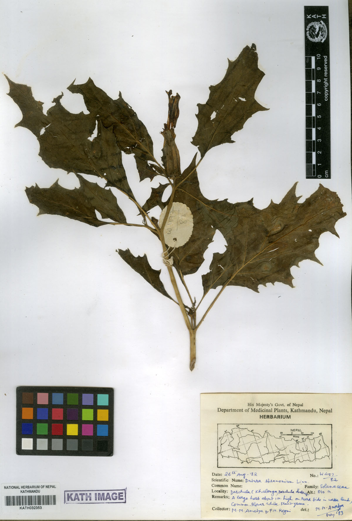 Datura stramonium L.