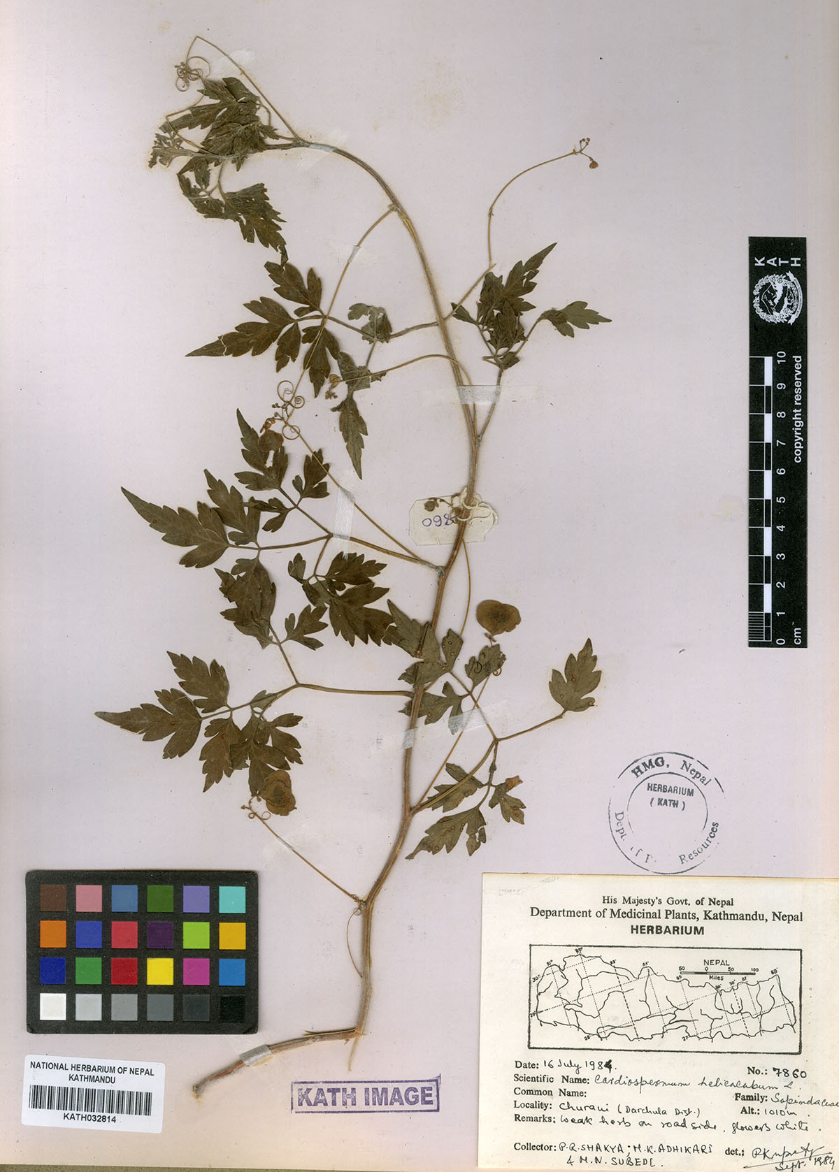 Cardiospermum halicacabum L.