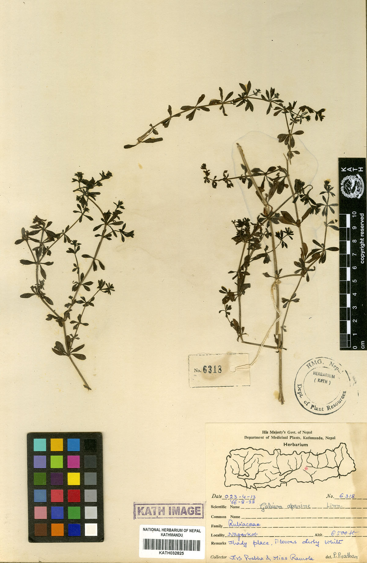 Galium aparine L.