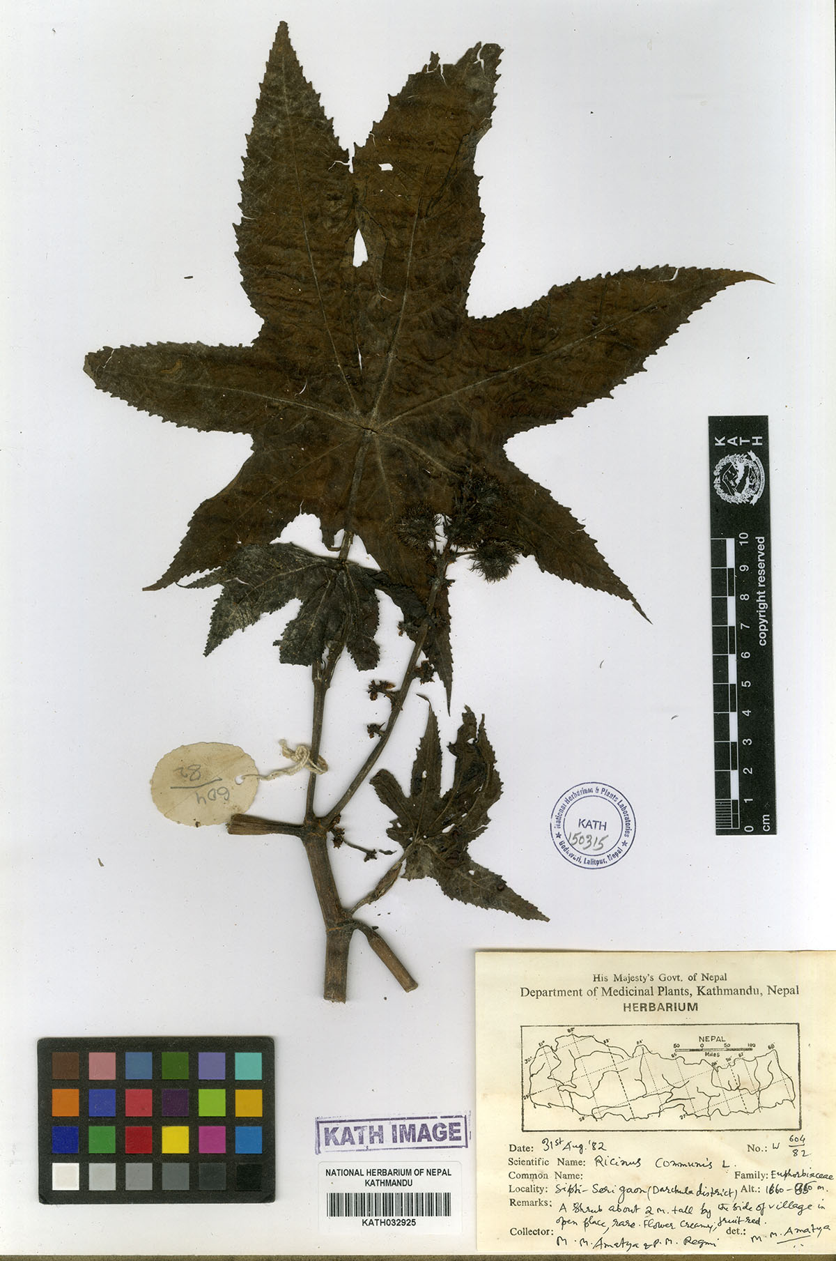 Ricinus communis L.