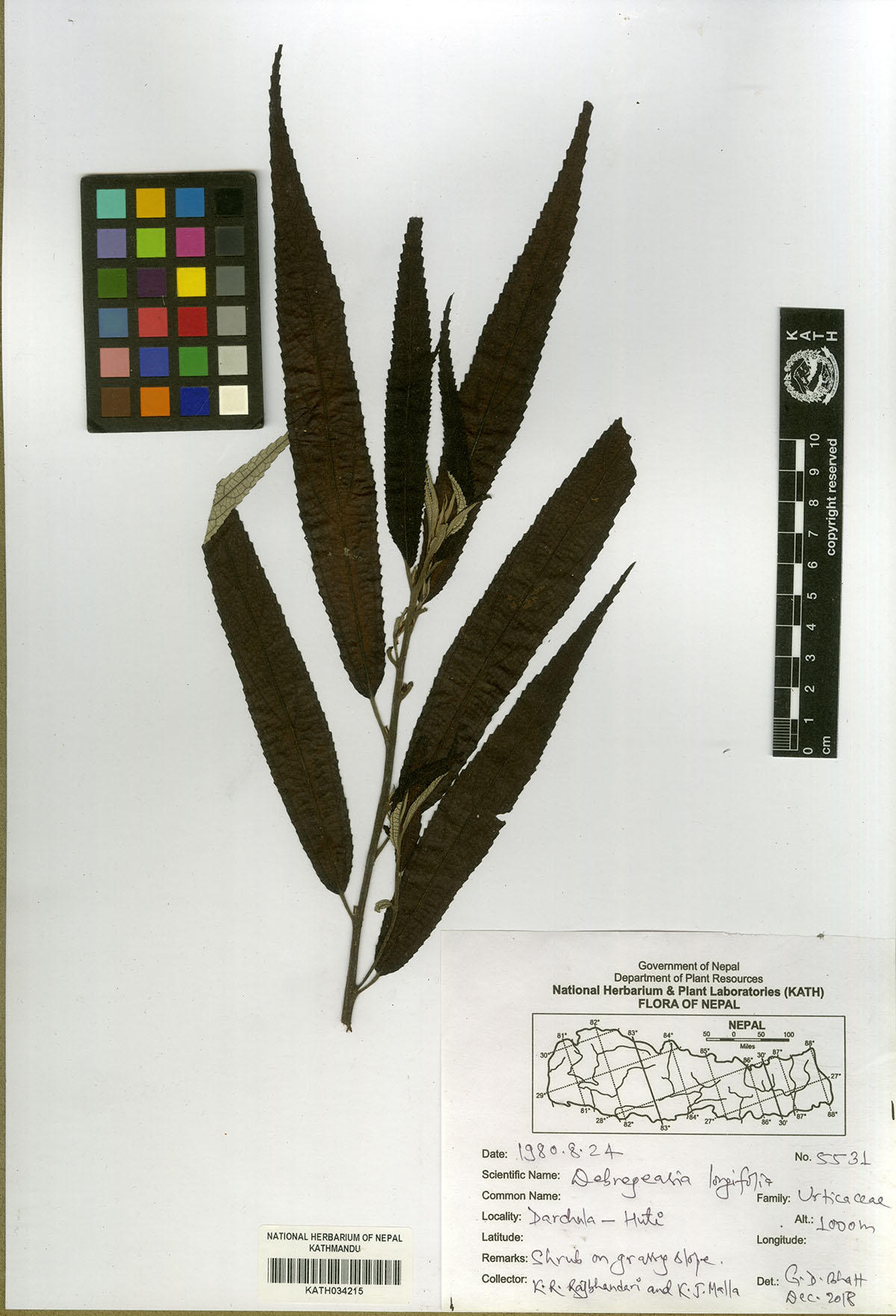 Gonostegia hirta (Blume ex Hassk.) Mif. Gonostegia hirta (Blume ex Hassk.) Mif.