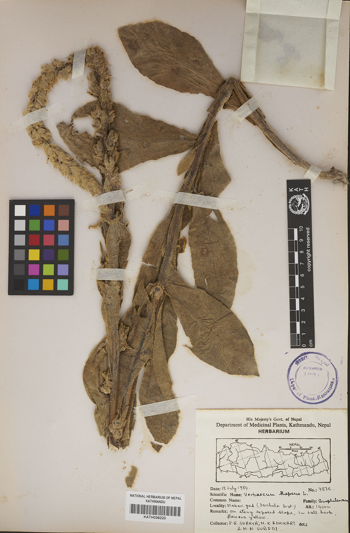 Verbascum thapsus L.