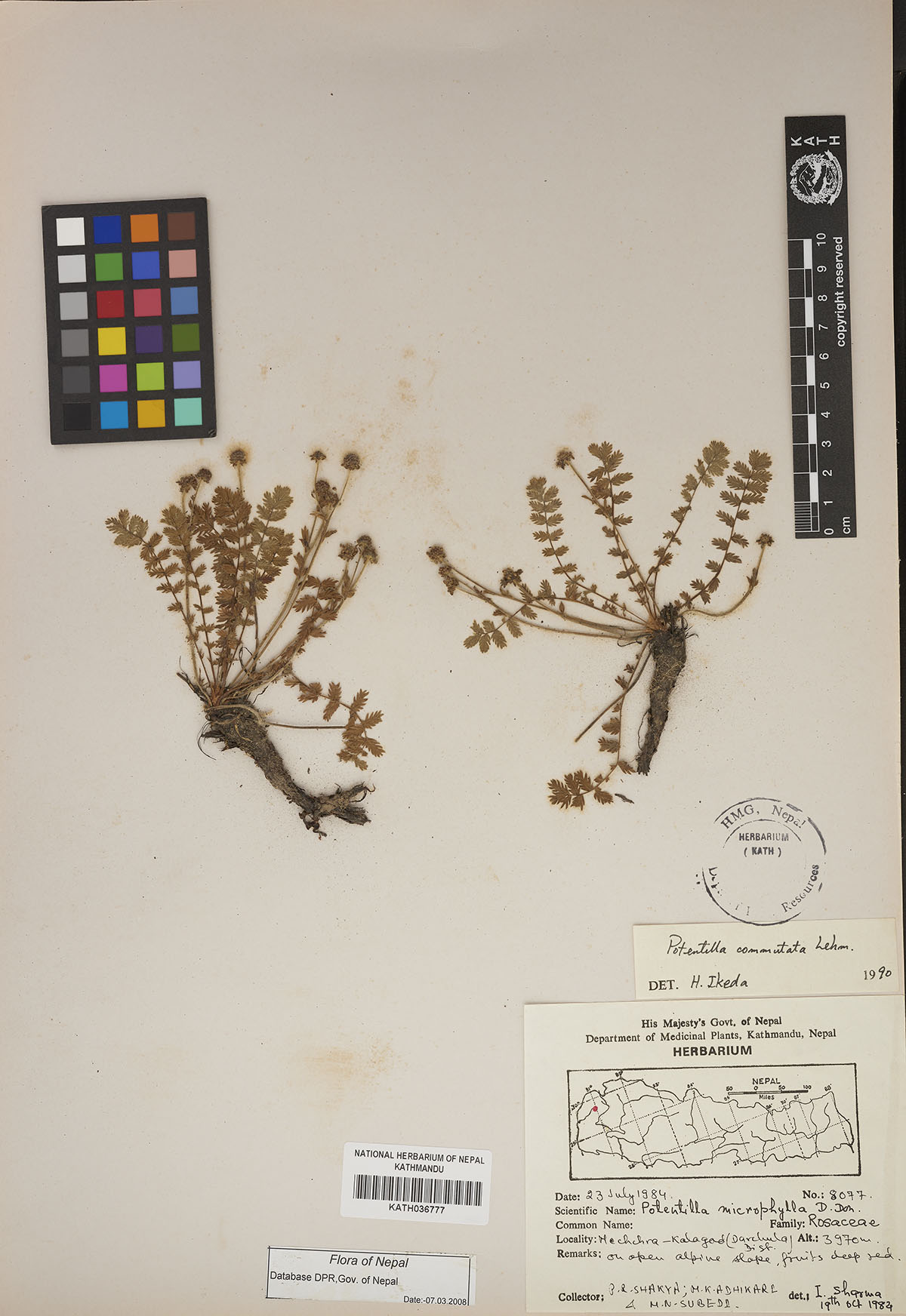Potentilla commutata Lehm.