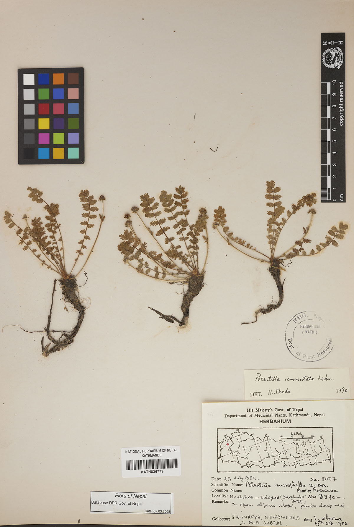Potentilla commutata Lehm.
