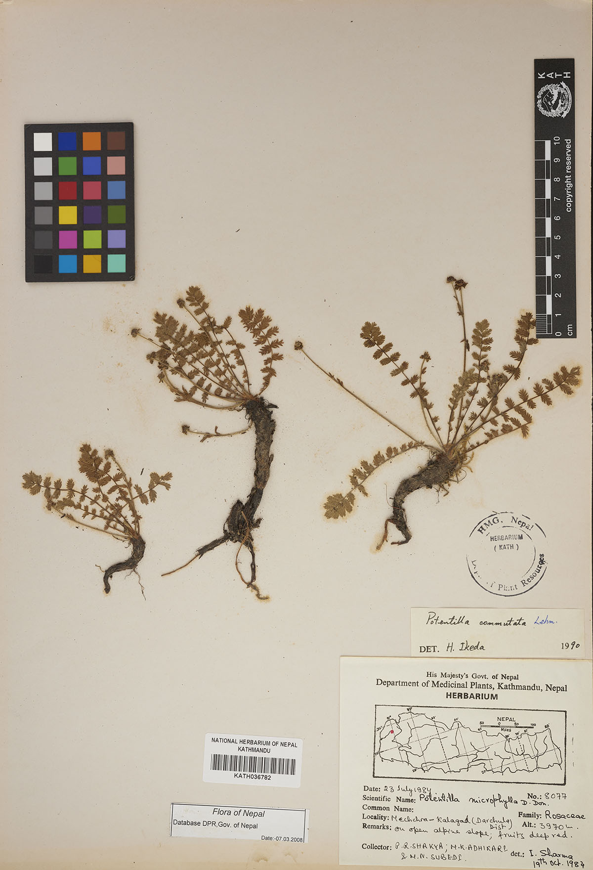 Potentilla commutata Lehm.