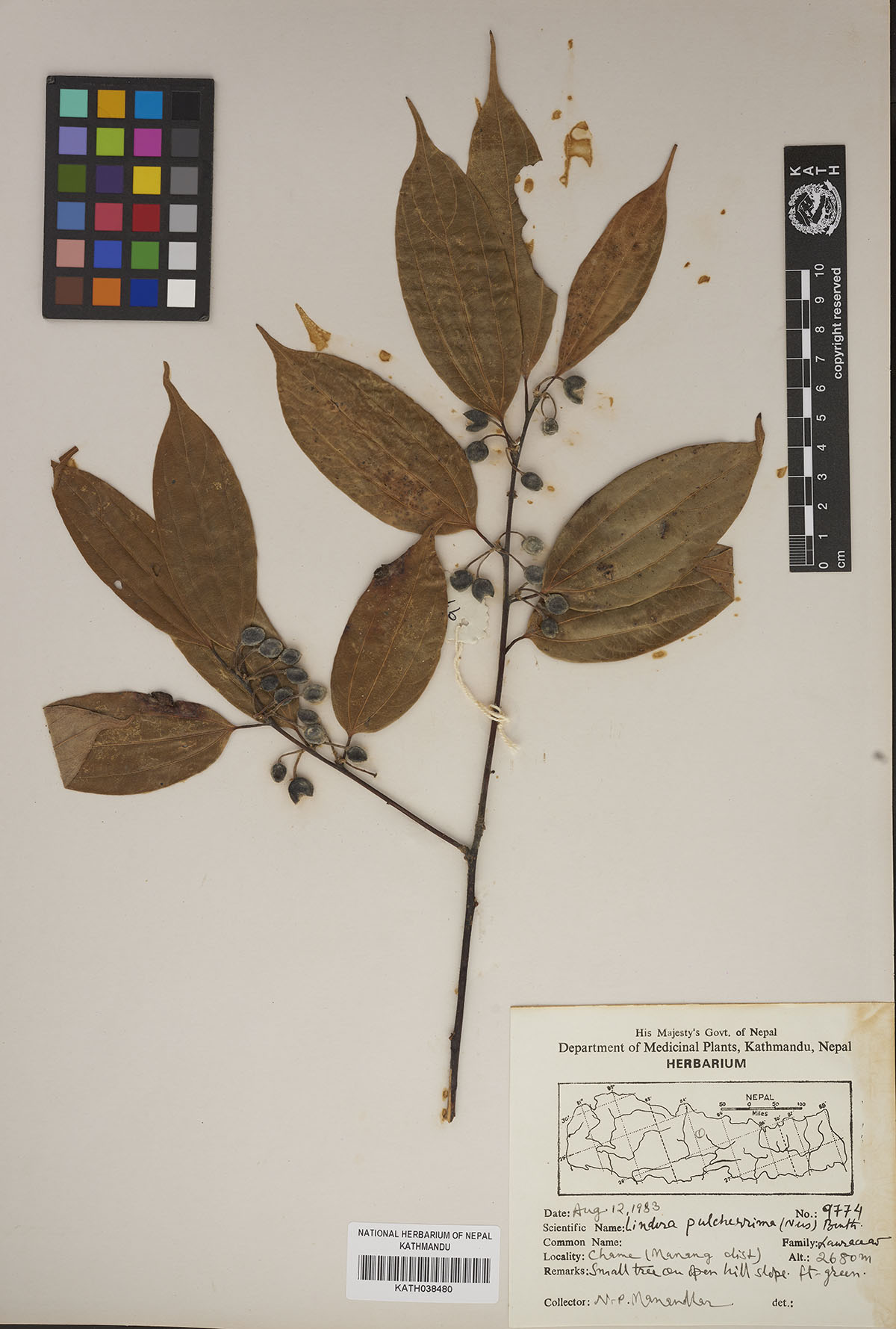 Lindera pulcherrima (Nees.) Benth. Lindera pulcherrima (Nees.) Benth.
