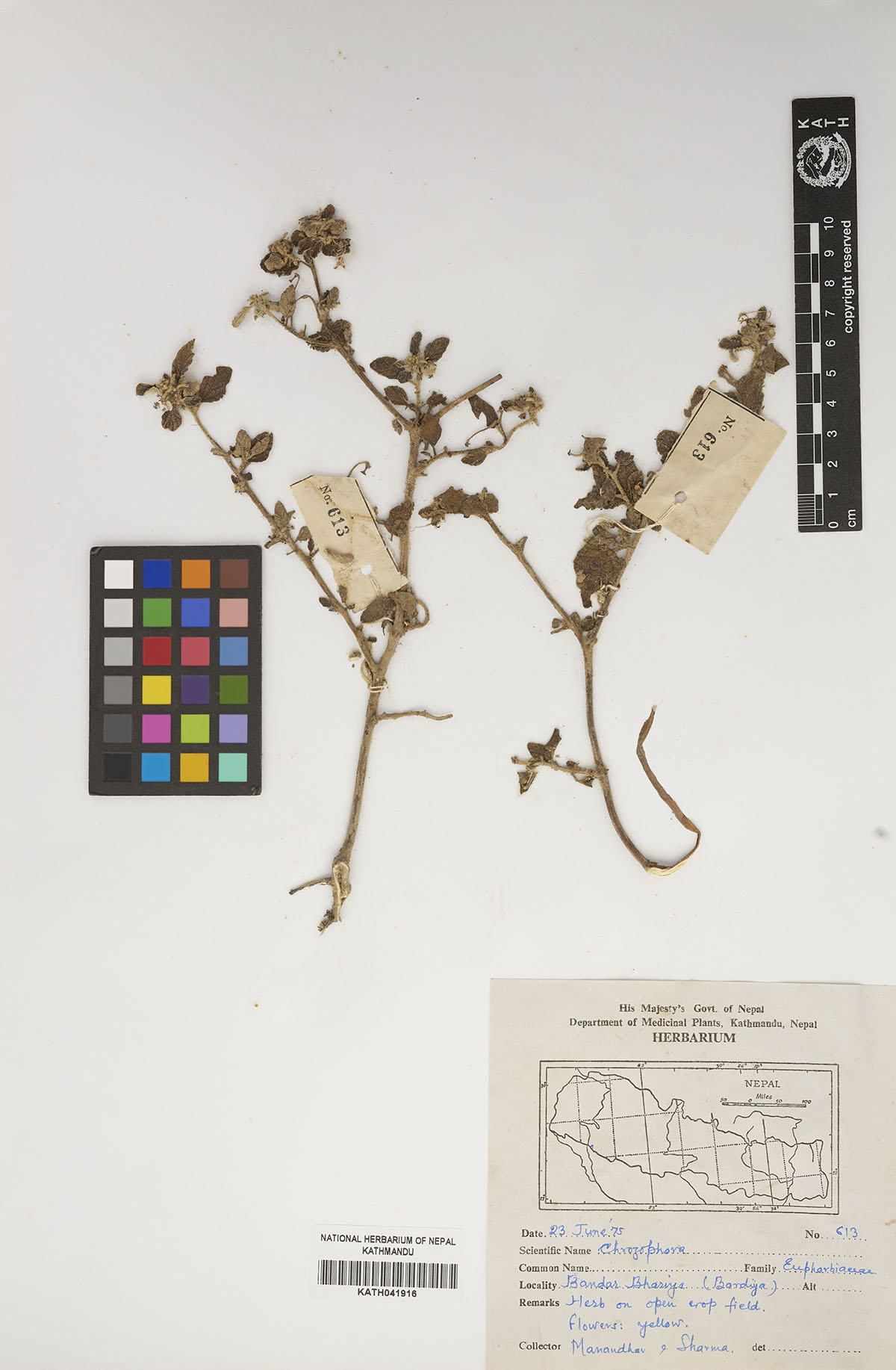 Chrozophora Chrozophora