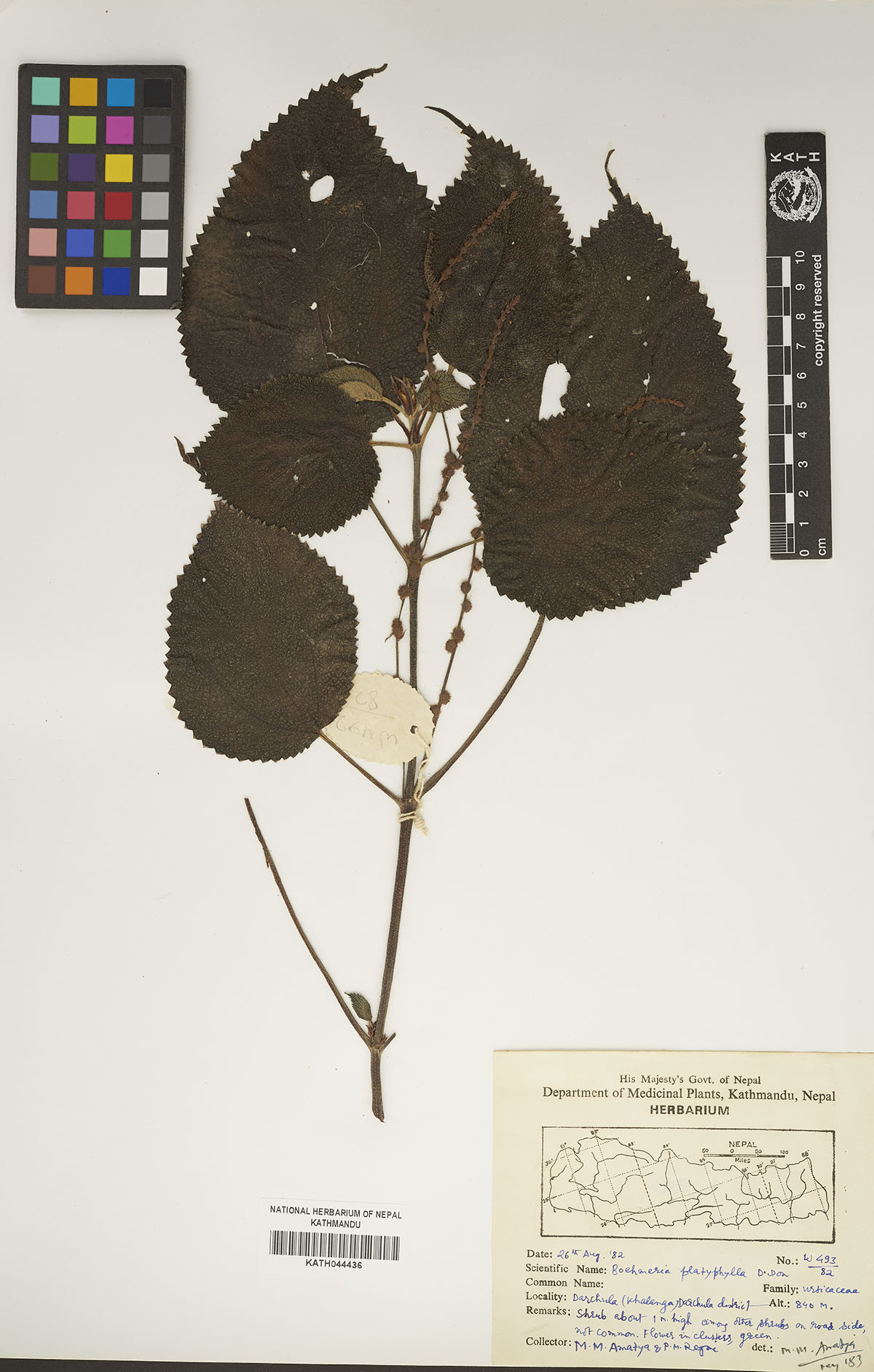 Boehmeria platyphylla D. Don